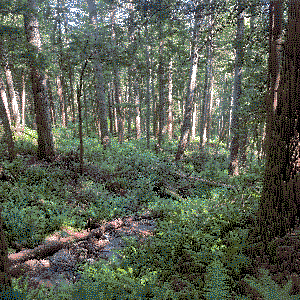 forest
