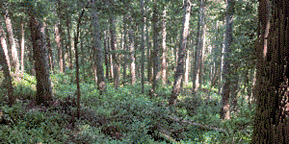 forest